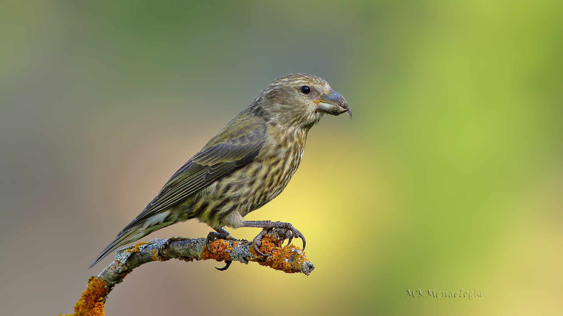 Red Crossbill